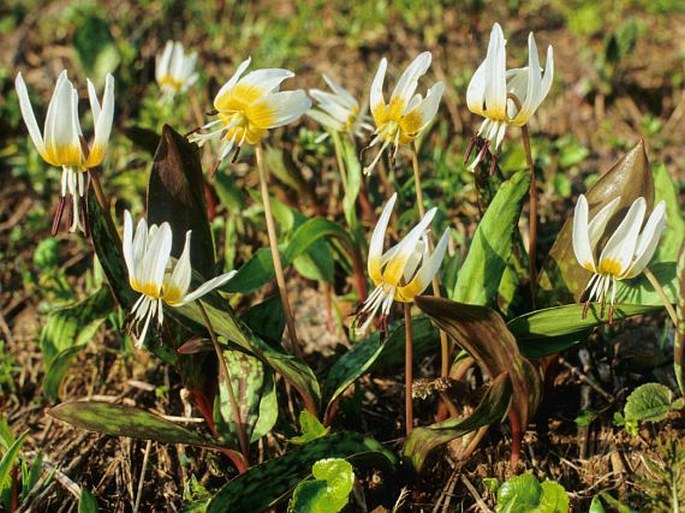 ERYTHRONIUM CAUCASICUM Woronow – kandík kavkazský