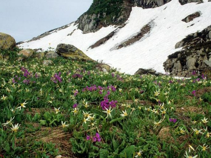 Erythronium caucasicum