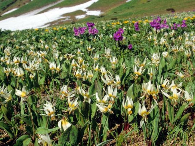 Erythronium caucasicum