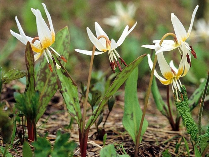 Erythronium caucasicum