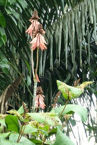 Erythrina berteroana