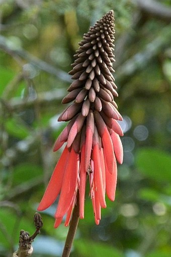 Erythrina berteroana