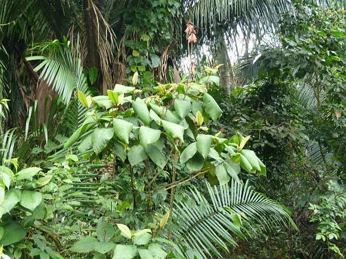 Erythrina berteroana