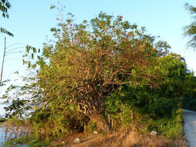 Erythrina berteroana