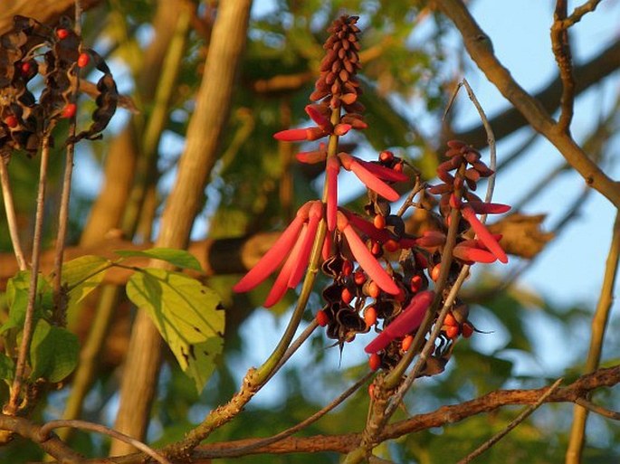 Erythrina berteroana