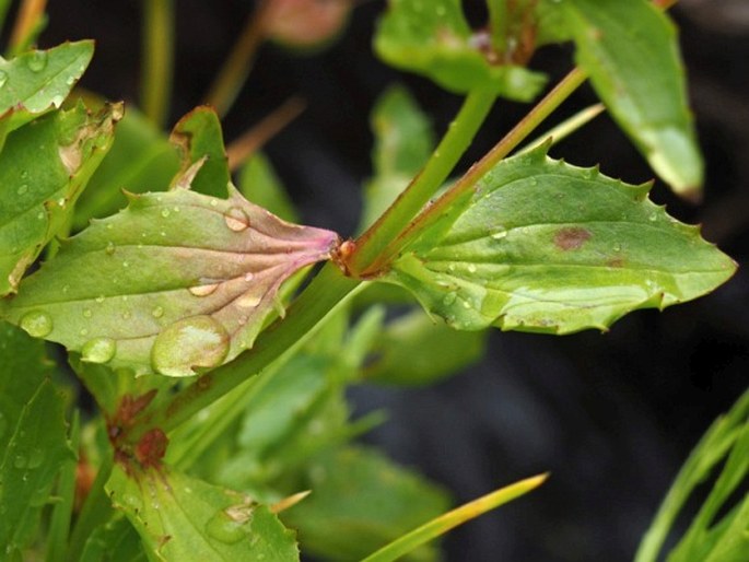 Erythranthe cuprea