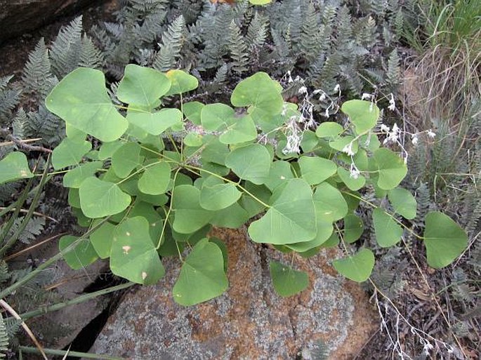 Erythrina flabelliformis