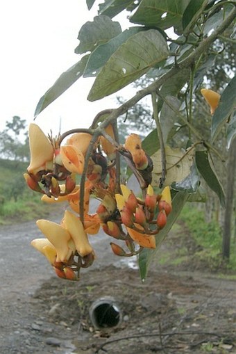 Erythrina fusca