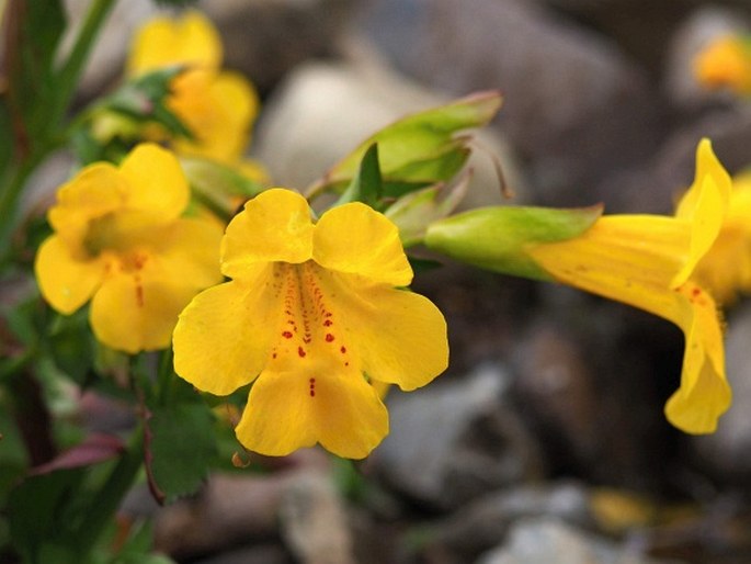 ERYTHRANTHE LUTEA (L.) G. L. Nesom - kejklířka / čarodejka