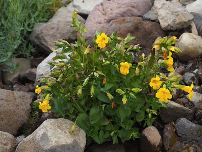 Erythranthe lutea