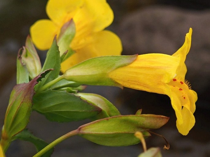 Erythranthe lutea