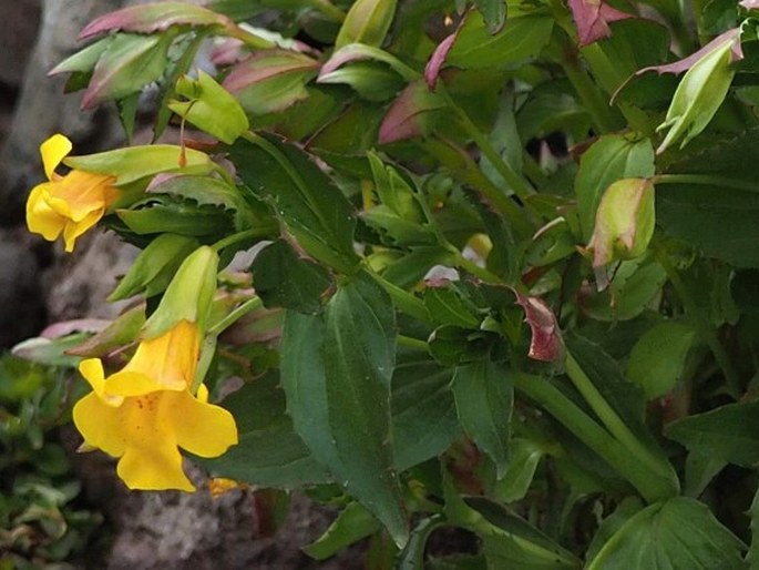 Erythranthe lutea