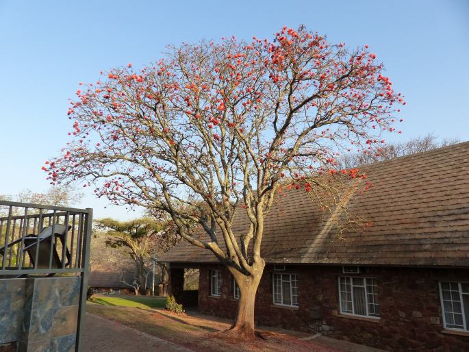 Erythrina lysistemon