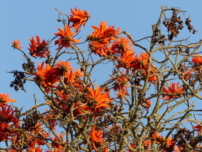 Erythrina lysistemon