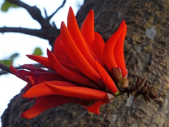 Erythrina lysistemon