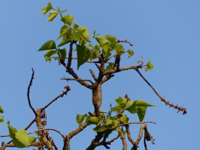 Erythrina lysistemon