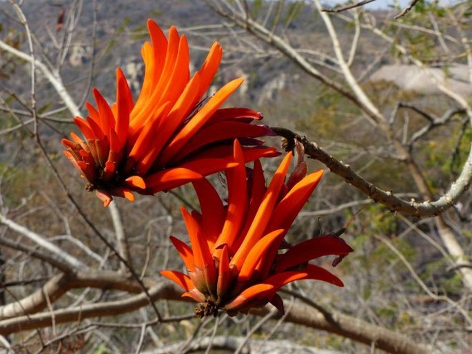 Erythrina lysistemon