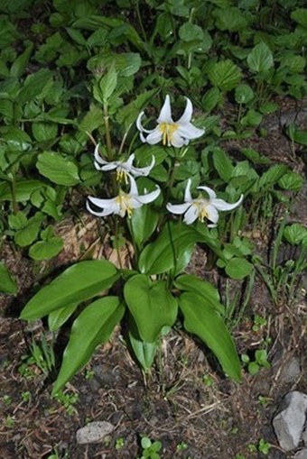 Erythronium montanum