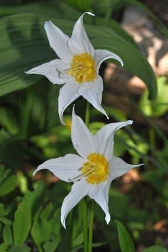 Erythronium montanum