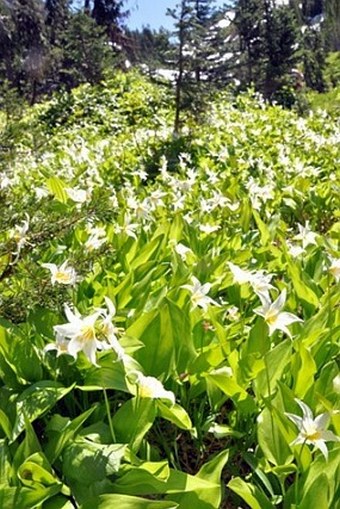 Erythronium montanum