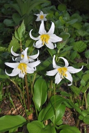 Erythronium montanum