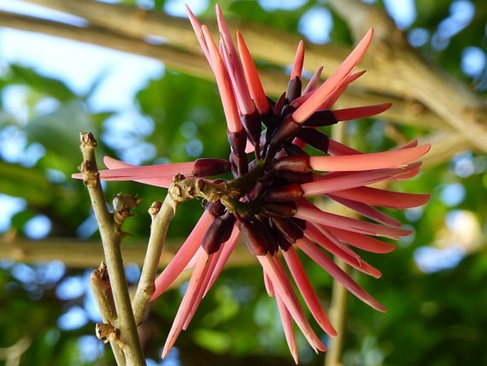 Erythrina pallida