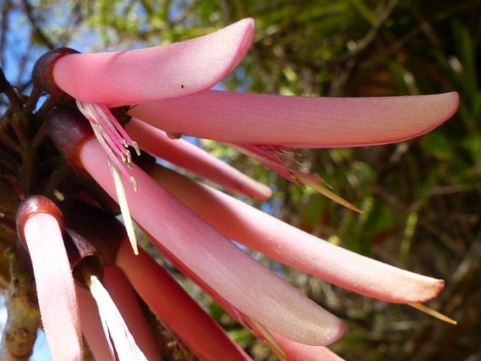 Erythrina pallida