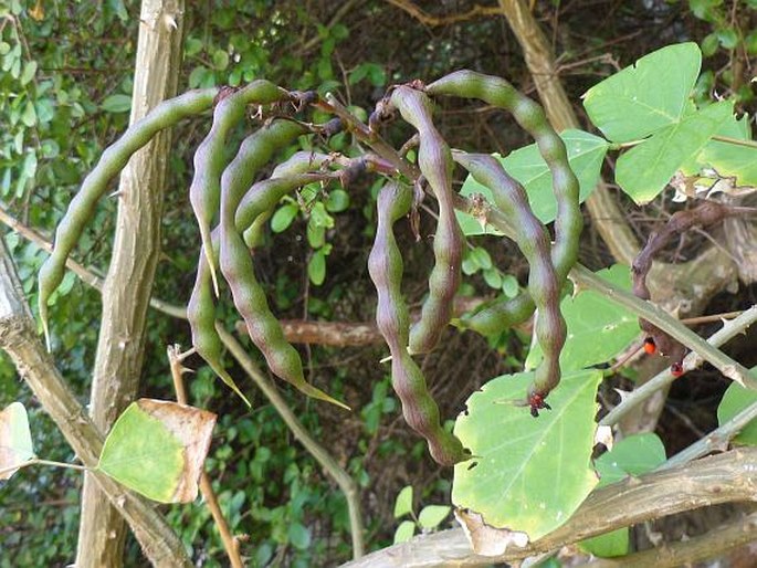 Erythrina pallida