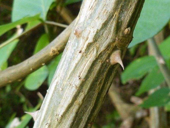 Erythrina pallida