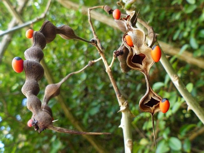 Erythrina pallida