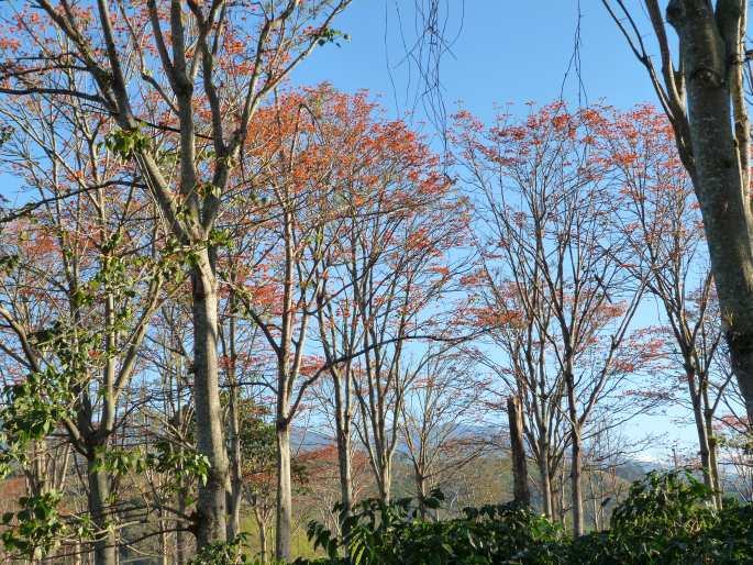 Erythrina poeppigiana