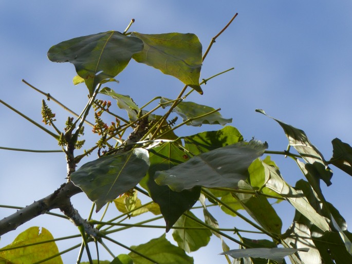 Erythrina poeppigiana