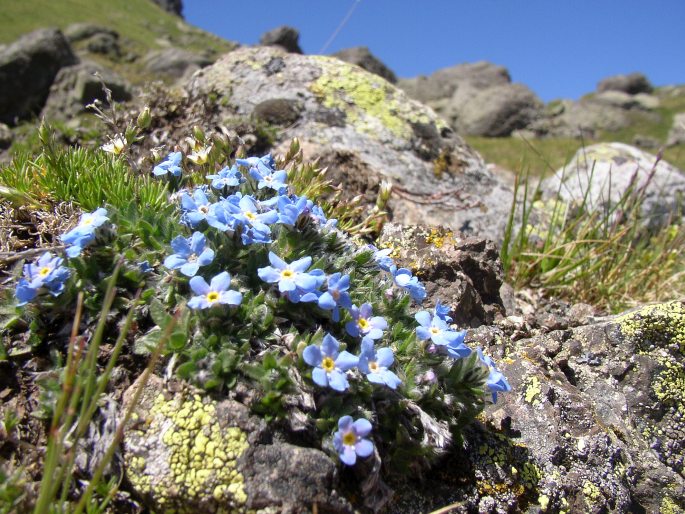 Eritrichium nanum