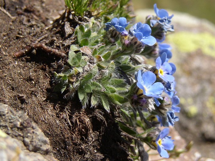 Eritrichium nanum