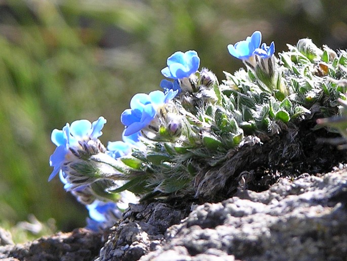 Eritrichium nanum