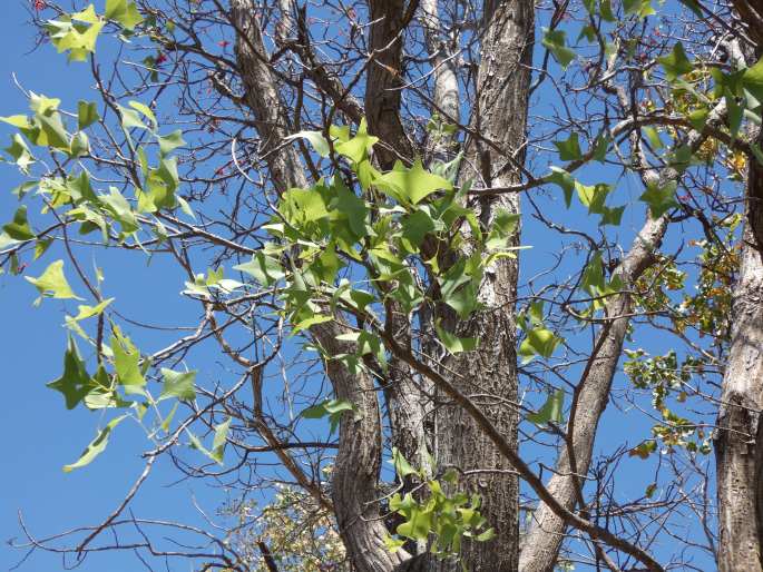 Erythrina vespertilio