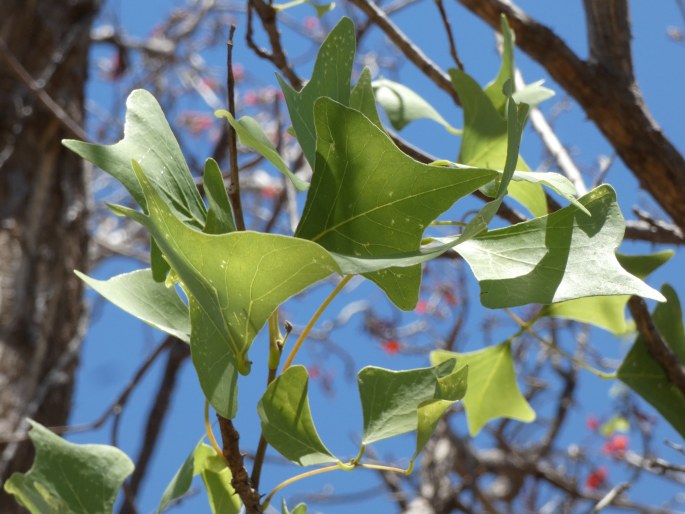 Erythrina vespertilio