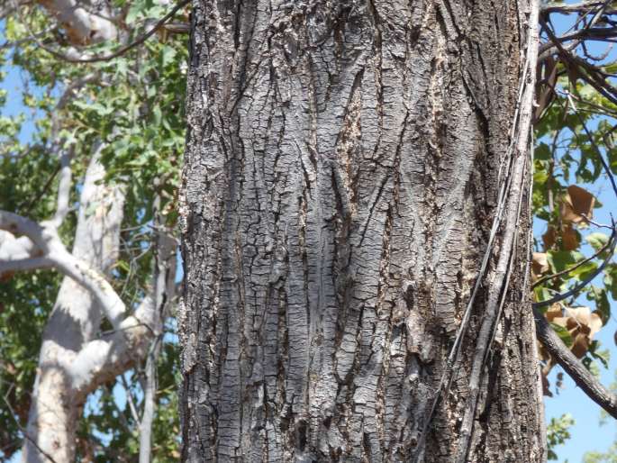 Erythrina vespertilio