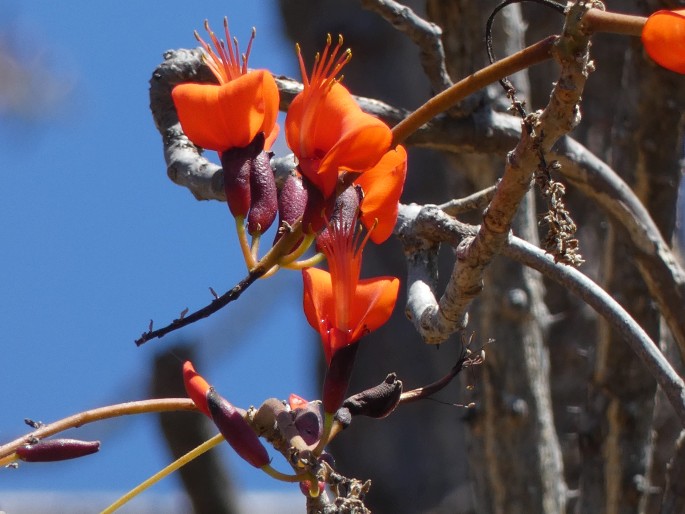 Erythrina vespertilio