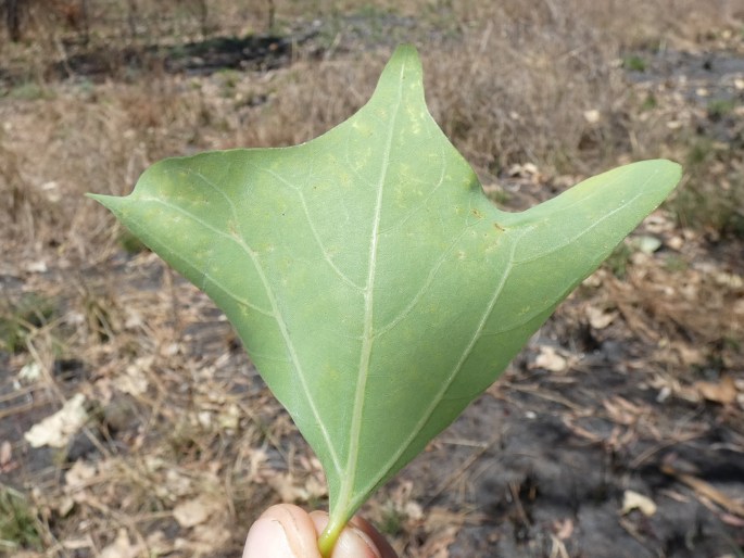 Erythrina vespertilio