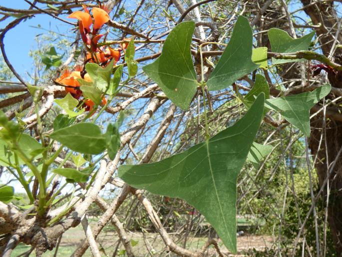 Erythrina vespertilio