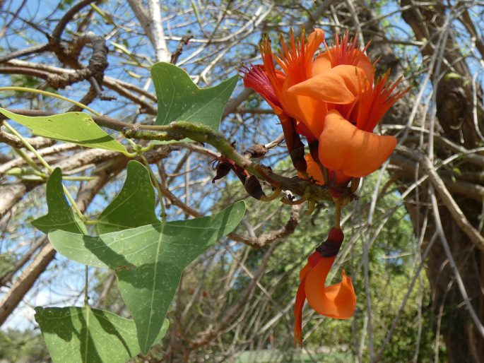 Erythrina vespertilio