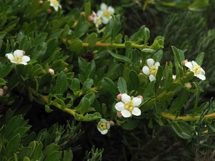 ESCALLONIA VIRGATA (Ruiz et Pav.) Pers. - zábluda