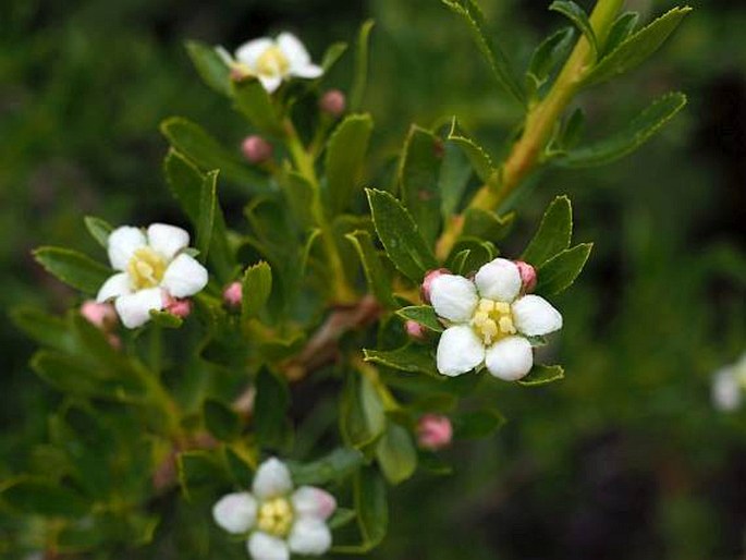 Escallonia virgata