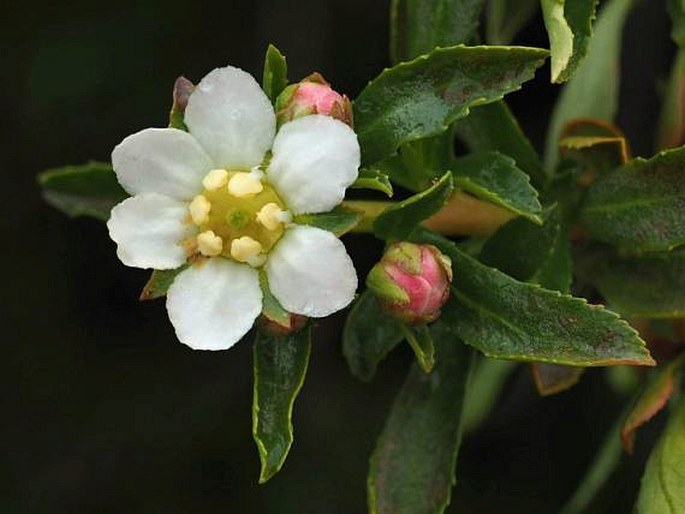 Escallonia virgata