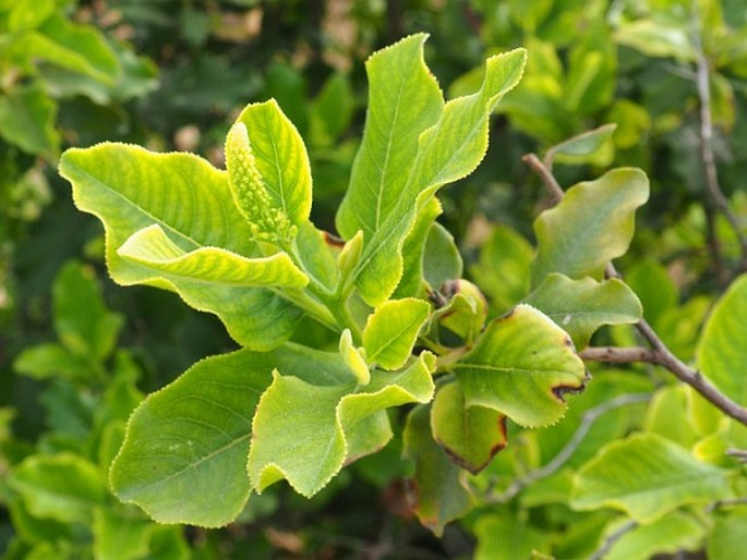 Escallonia pulverulenta