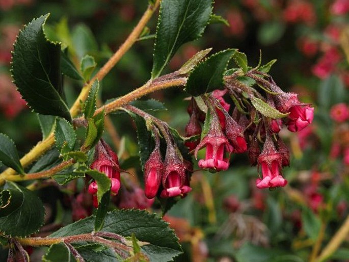 ESCALLONIA RUBRA (Ruiz et Pav.) Pers. - zábluda