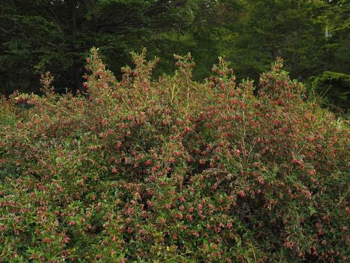 Escallonia rubra