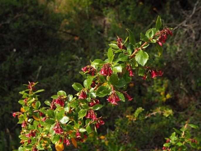 Escallonia rubra