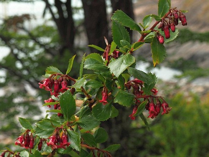 Escallonia rubra